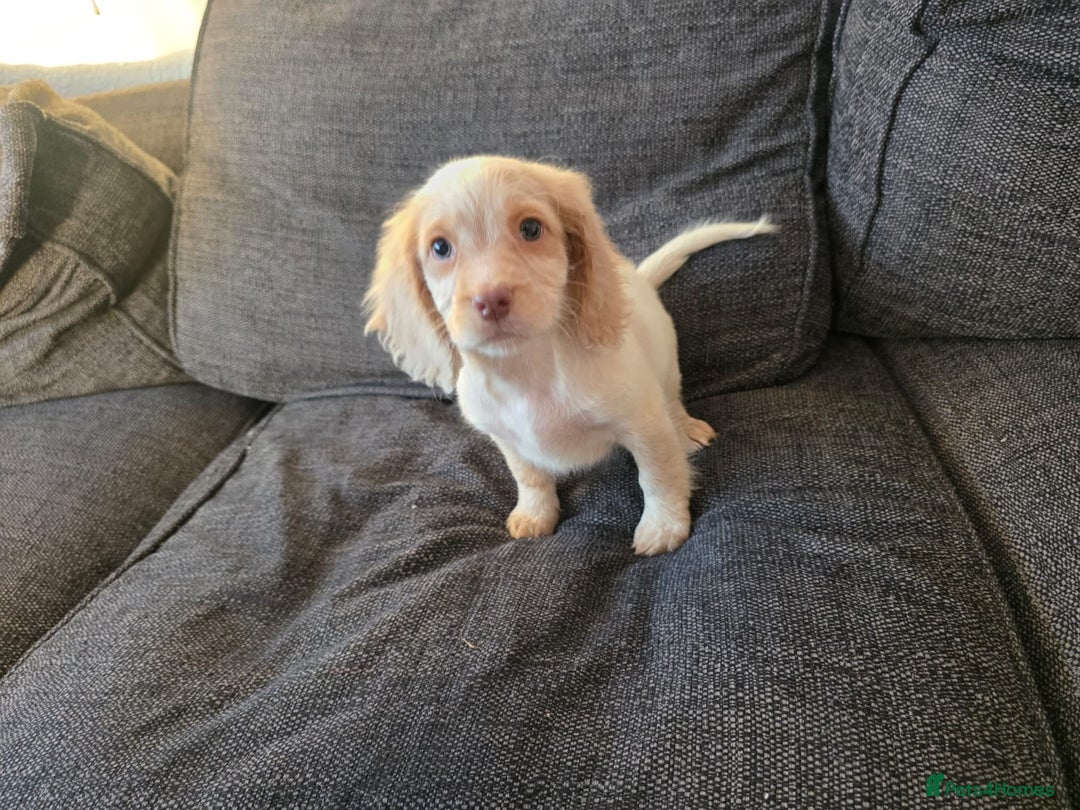 Cocker Spaniel dogs for sale: READY NOW working cocker spaniel pups - Image 1