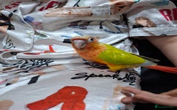 Conures birds for sale: Hand Heared Conures - Image 5