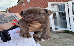 Mixed Breed dogs for sale: Beautiful American bulldog x cane corso puppies - Image 21