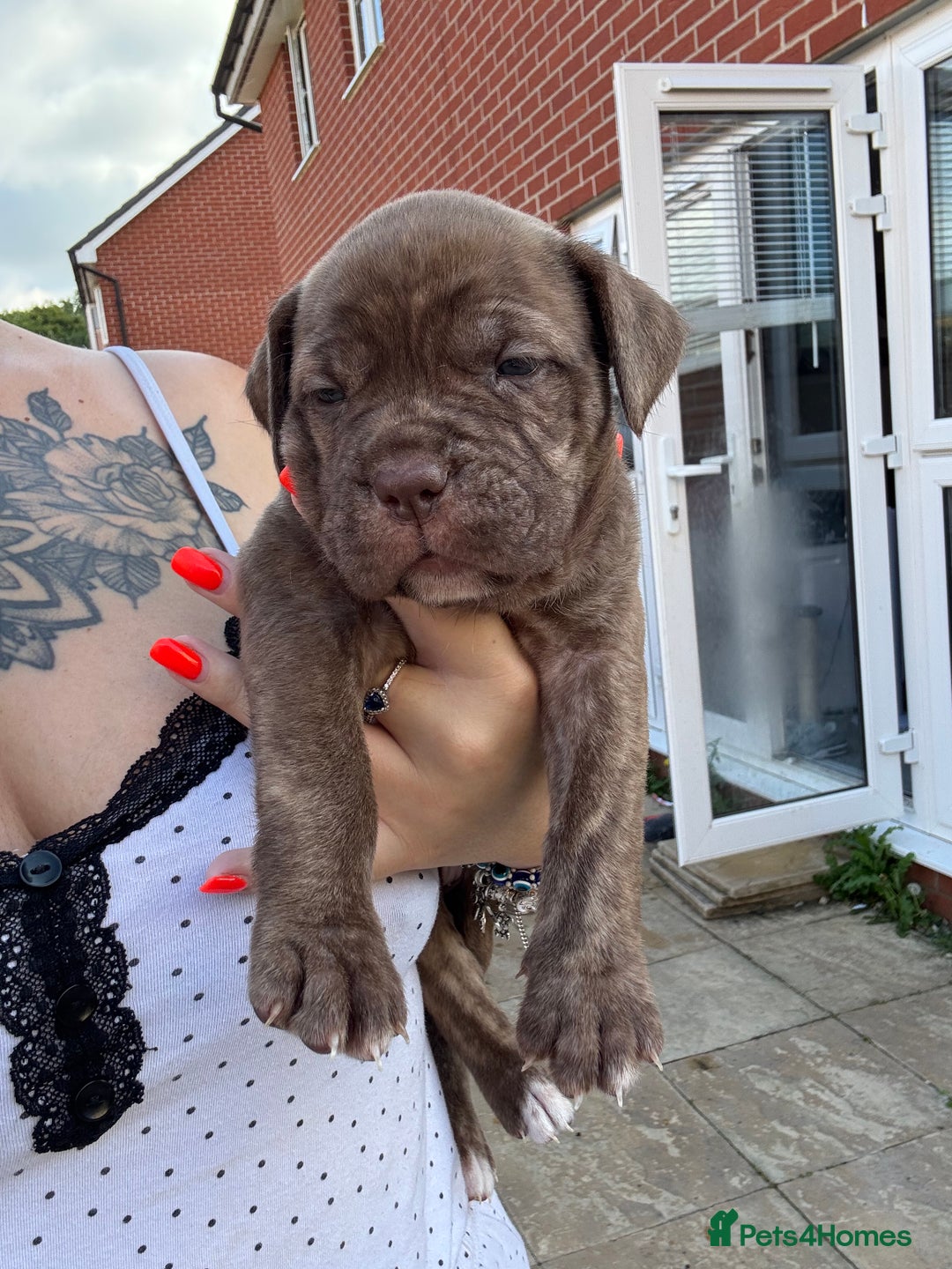 Mixed Breed dogs for sale: Beautiful American bulldog x cane corso puppies - Image 21