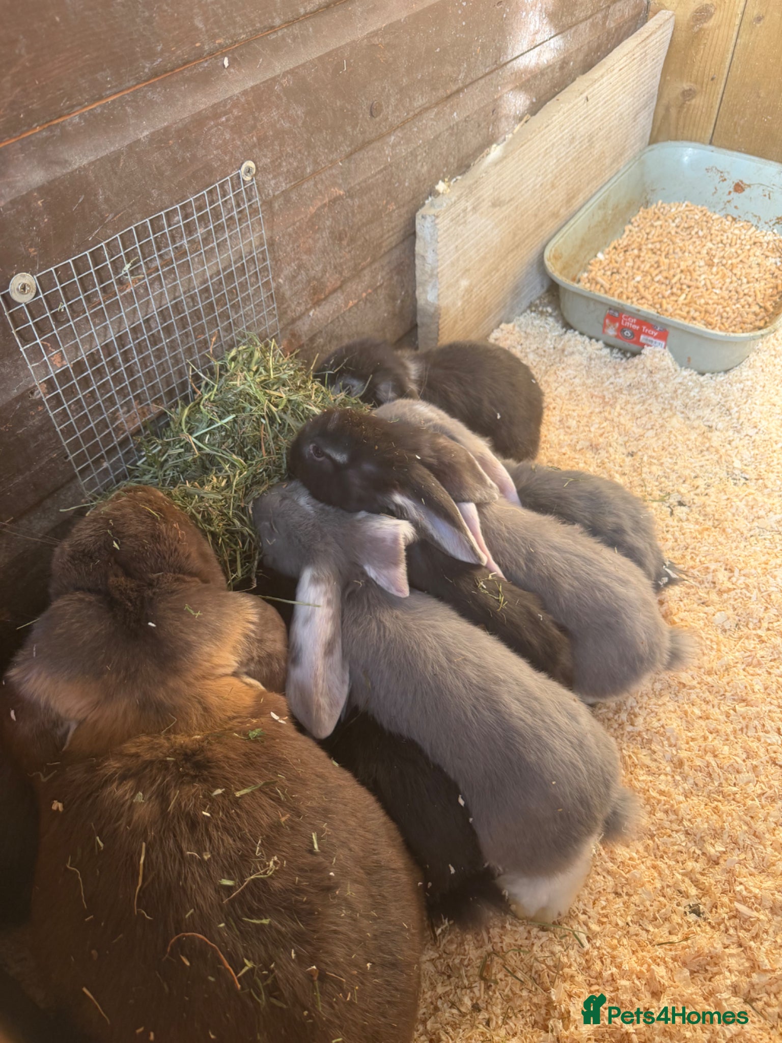 French Lop rabbits Giant French lops - Advert 2