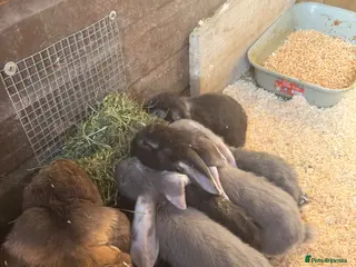 French Lop rabbits Giant French lops - Advert 2