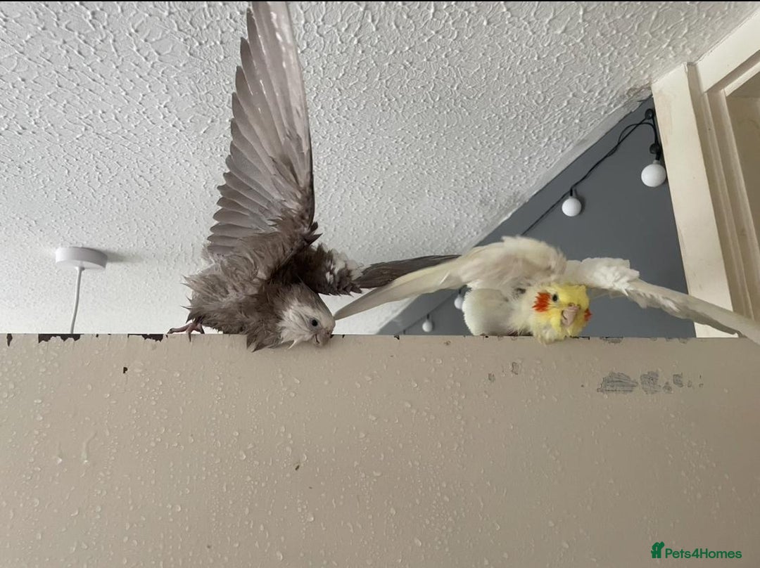 Cockatiels birds for sale: Bonded pair of Cockatiels in need of a new home. - Advert 3