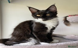 Maine Coon cats for sale: Pedigree Maine Coon Kittens (TICA) - Image 35