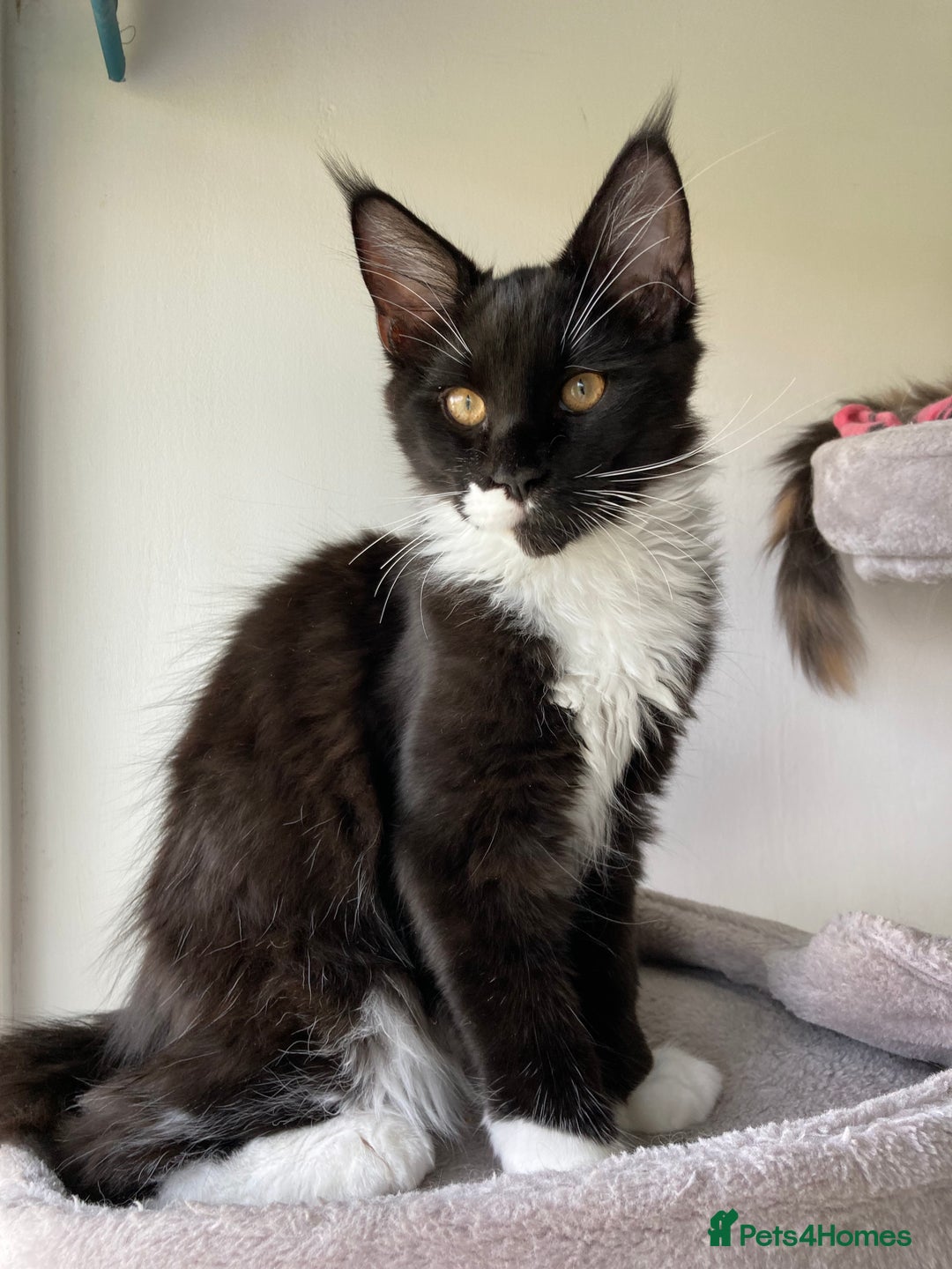 Maine Coon cats for sale: Pedigree Maine Coon Kittens (TICA) - Image 35