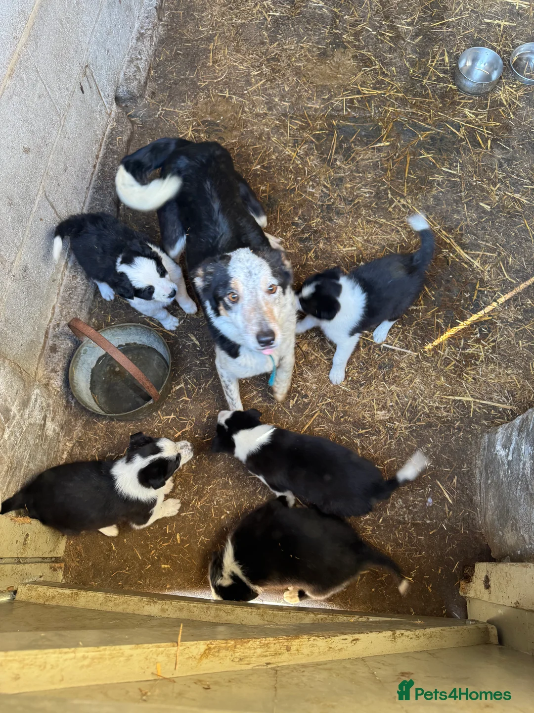 Border Collie dogs for sale: 🌟 Border Collie Puppies 🌟 in Skipton - Advert 11