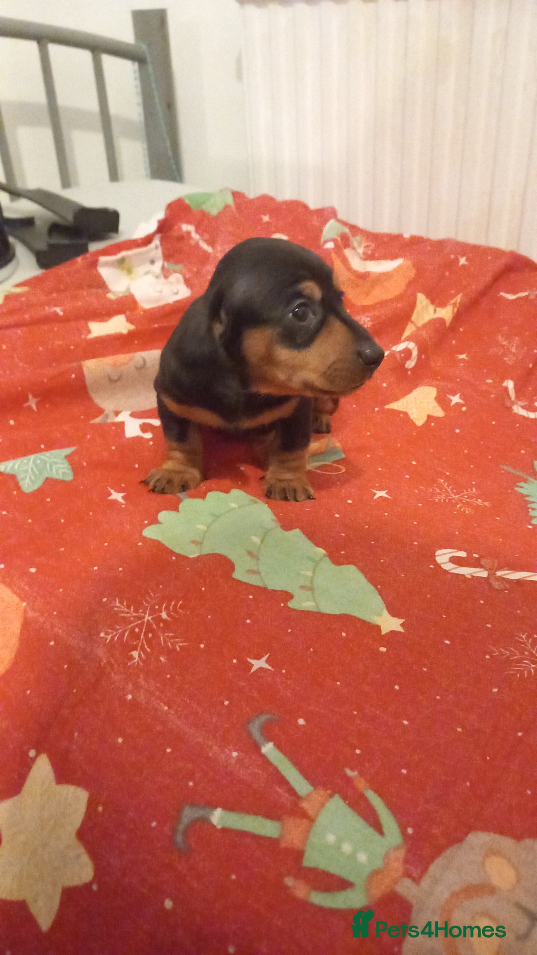 Dachshund dogs for sale: Dashound puppy  - Advert 2
