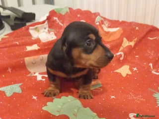 Dachshund dogs Dashound puppy2 boys left - Advert 9