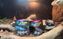 Bearded Dragon reptiles for sale: Bearded dragon! Zuko  - Image 8