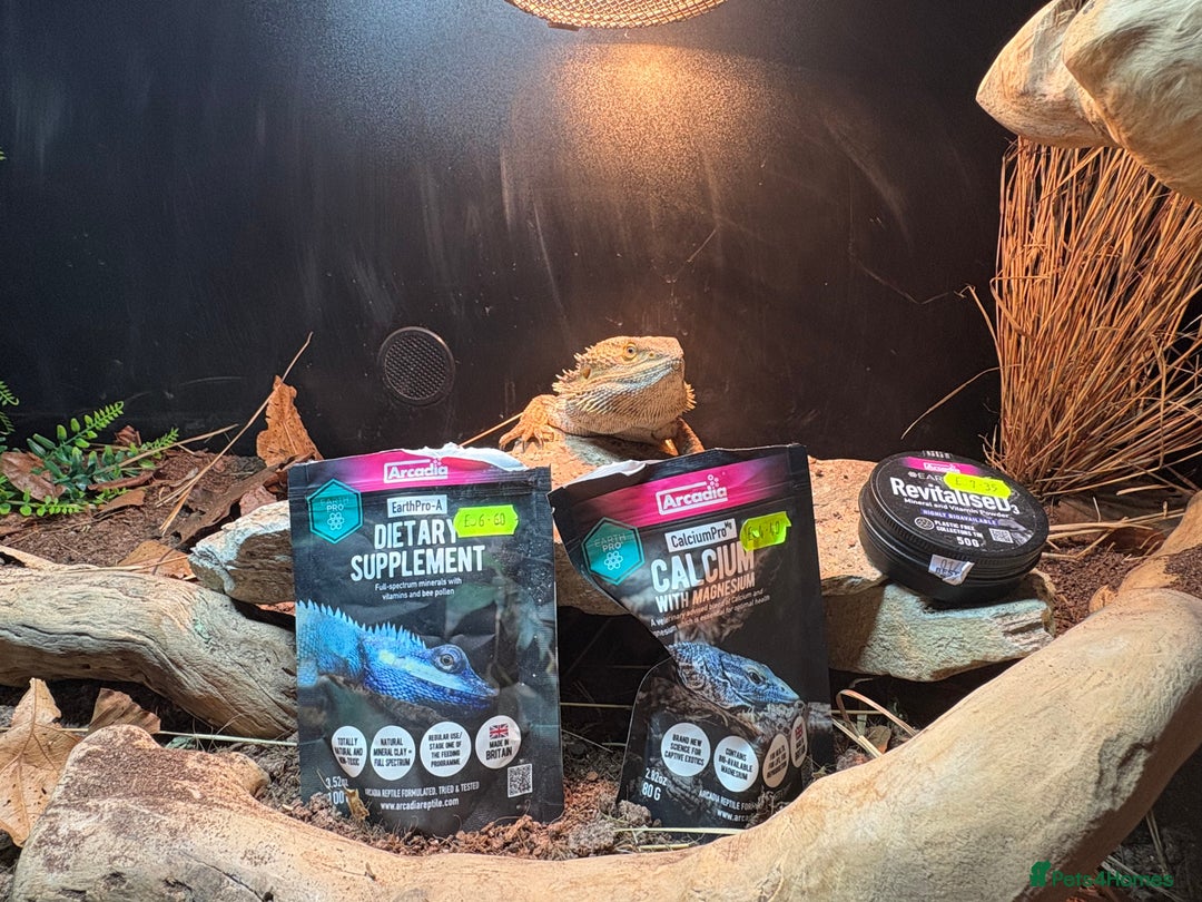 Bearded Dragon reptiles for sale: Bearded dragon! Zuko  - Image 8