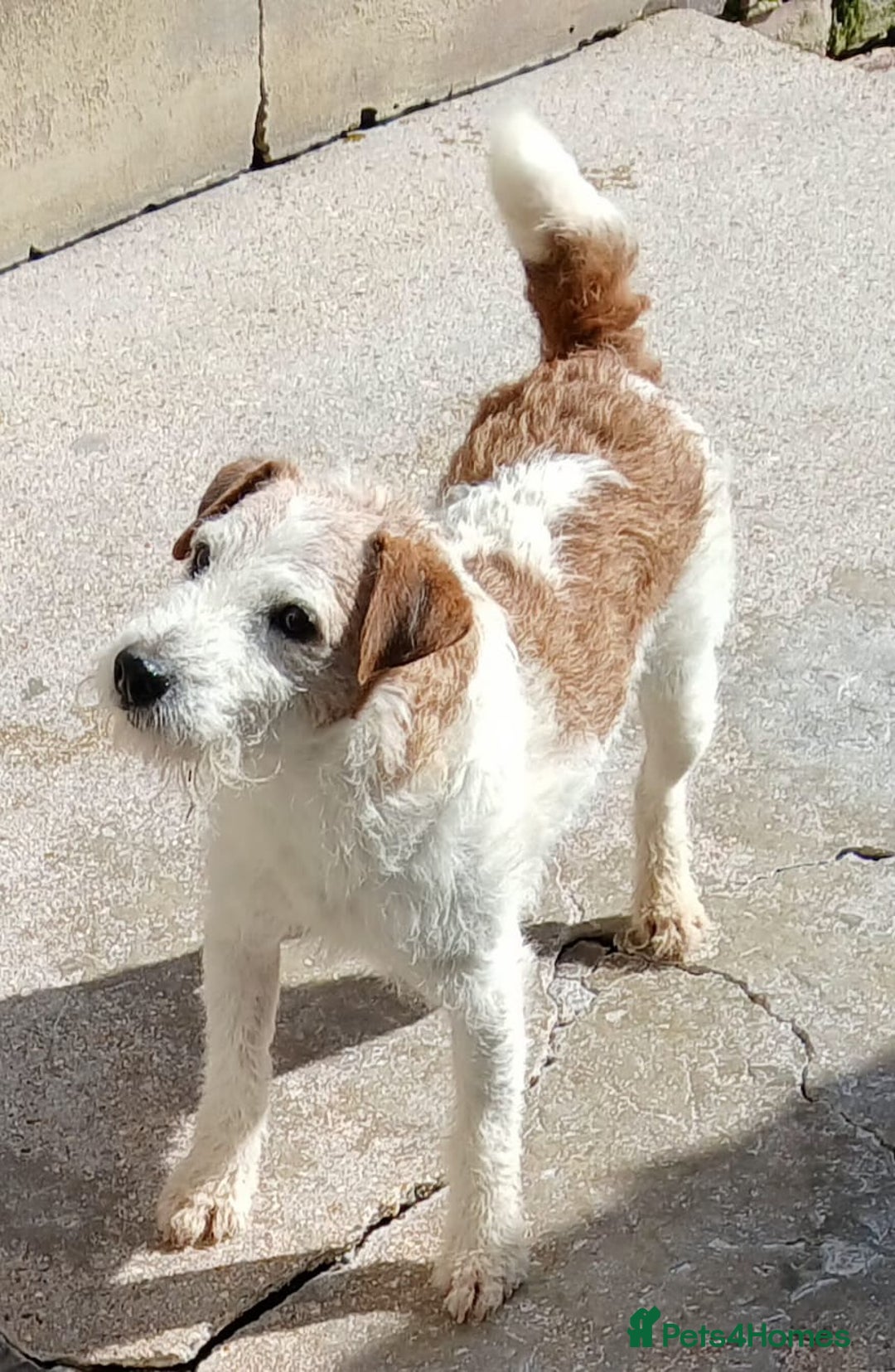 Jack Russell dogs for sale: Jack Russell  puppies - Advert 15