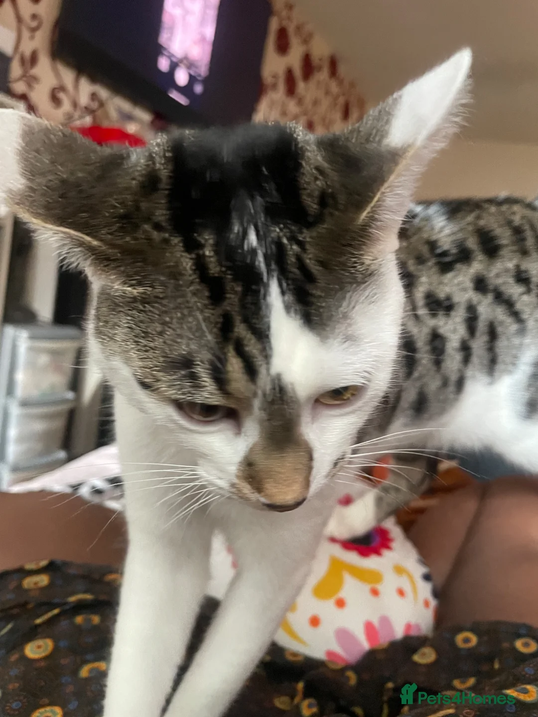 Bengal cats for sale: Two bengal kittens - Advert 2