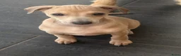 Italian Greyhound dogs for sale: Adorable and fun Italian Greyhound pups for sale. - Advert 5