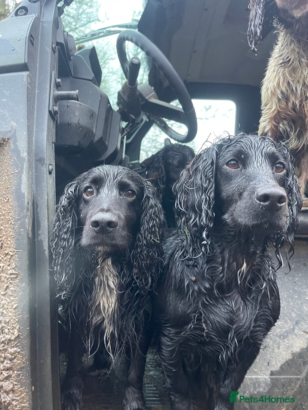 Cocker Spaniel dogs for sale: 6 Working Cocker pups KC registered - Advert 6