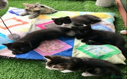 Mixed Breed cats for sale: 5 kitten’s available today  - Image 5