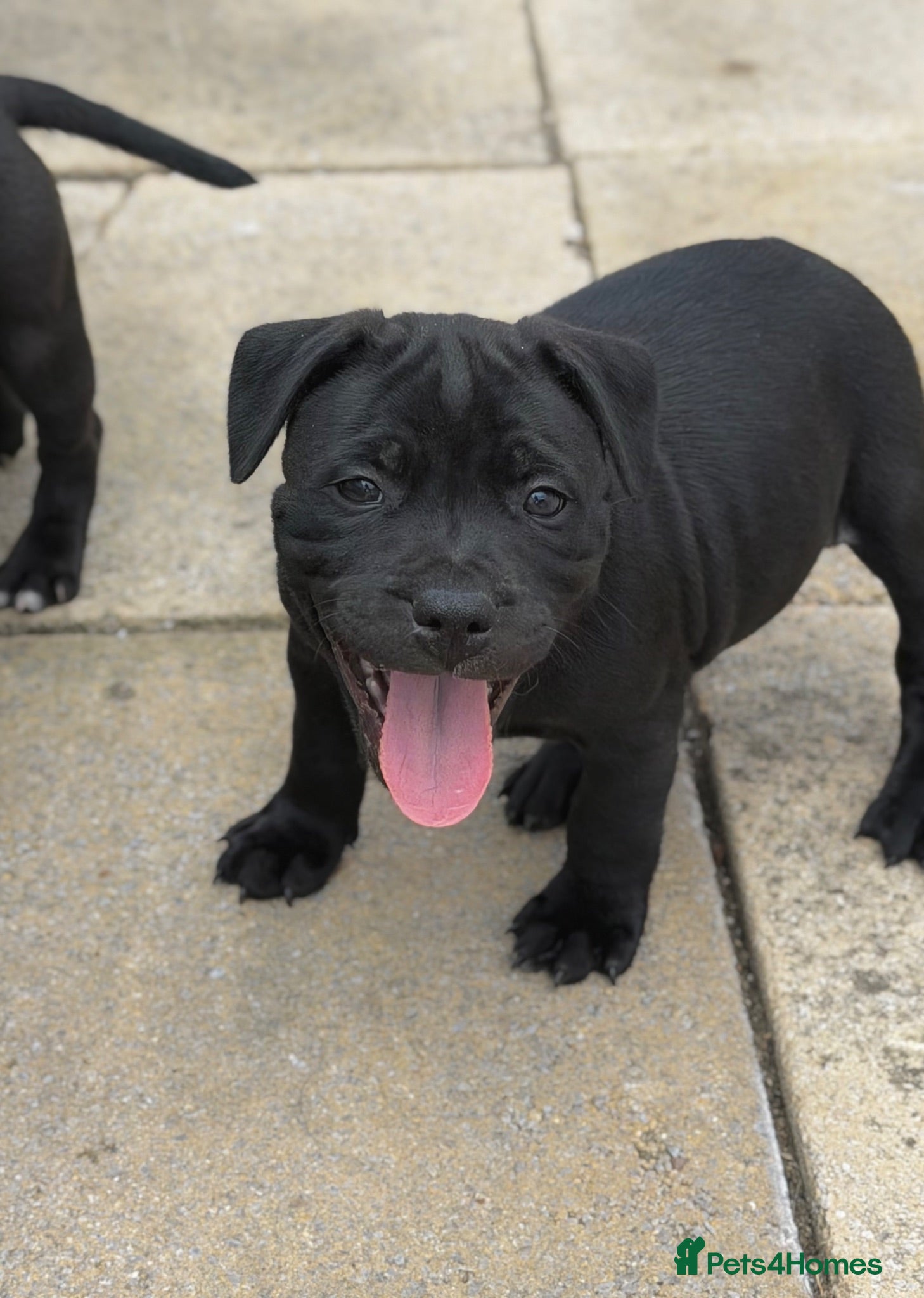 Staffordshire Bull Terrier dogs Health Tested KC Staffordshire Bull Terriers - Advert 1