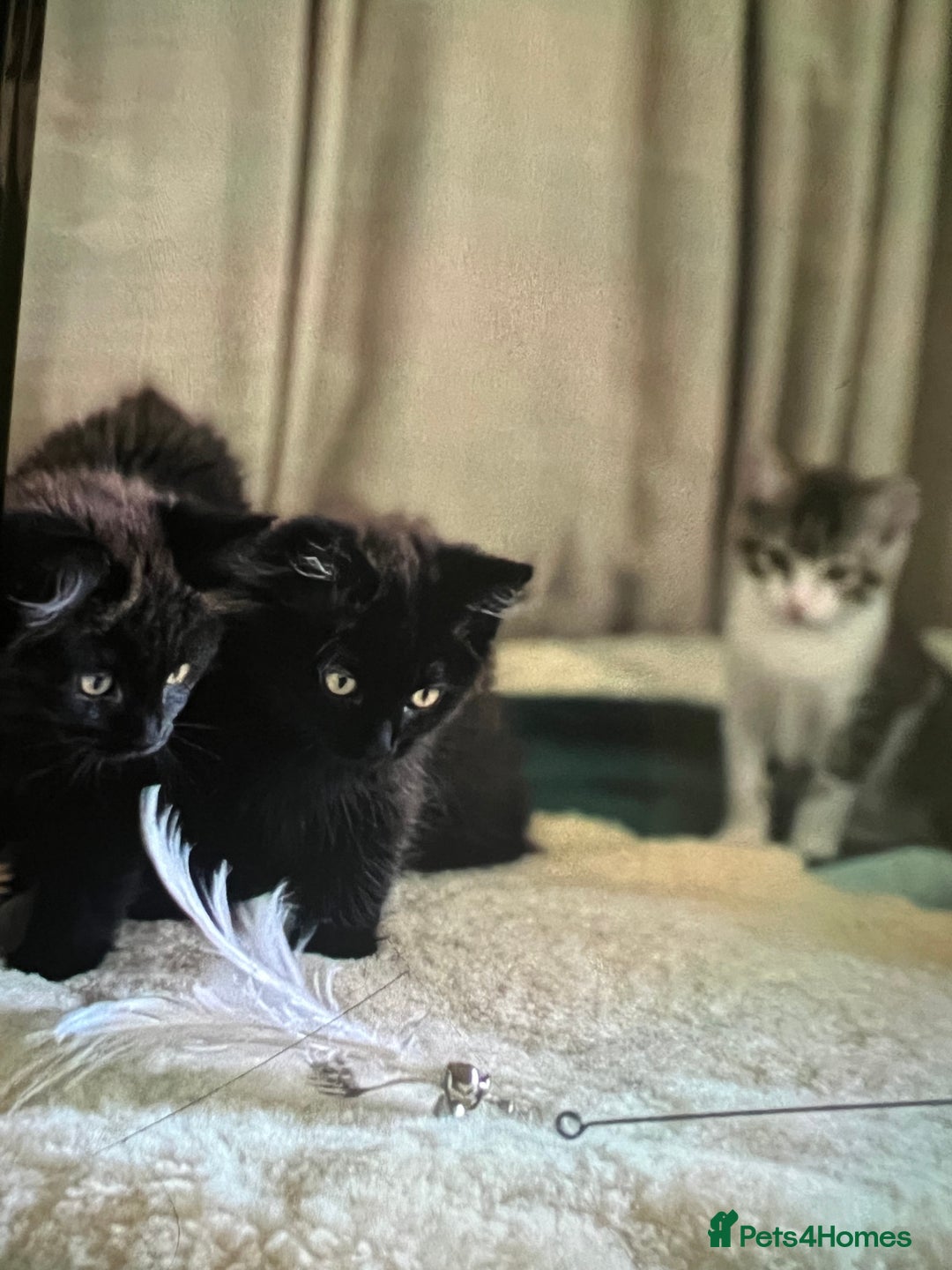 Ragdoll cats for sale: Ragdoll Cross Female Kittens - Image 14