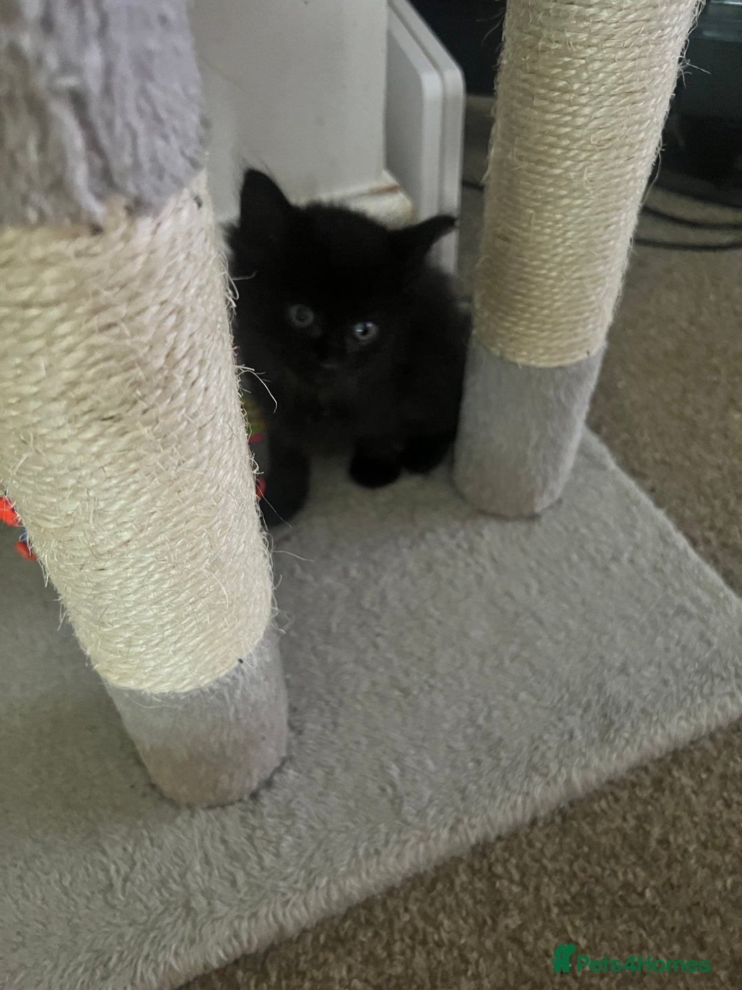 Mixed Breed cats for sale: Kittens - Image 5