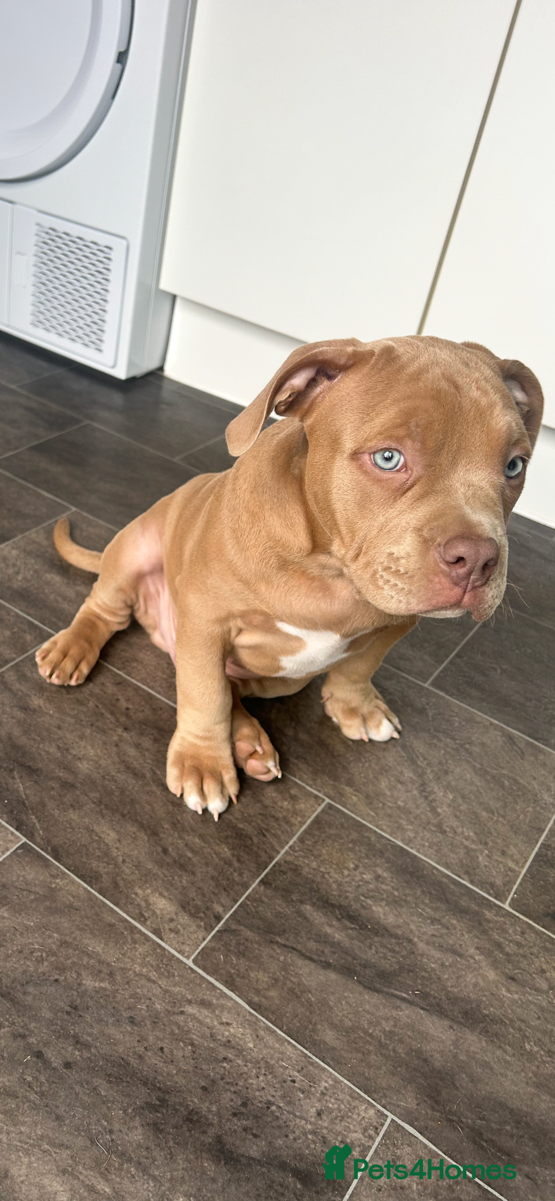 American Bully dogs for sale: Beautiful pocket bully  - Image 4