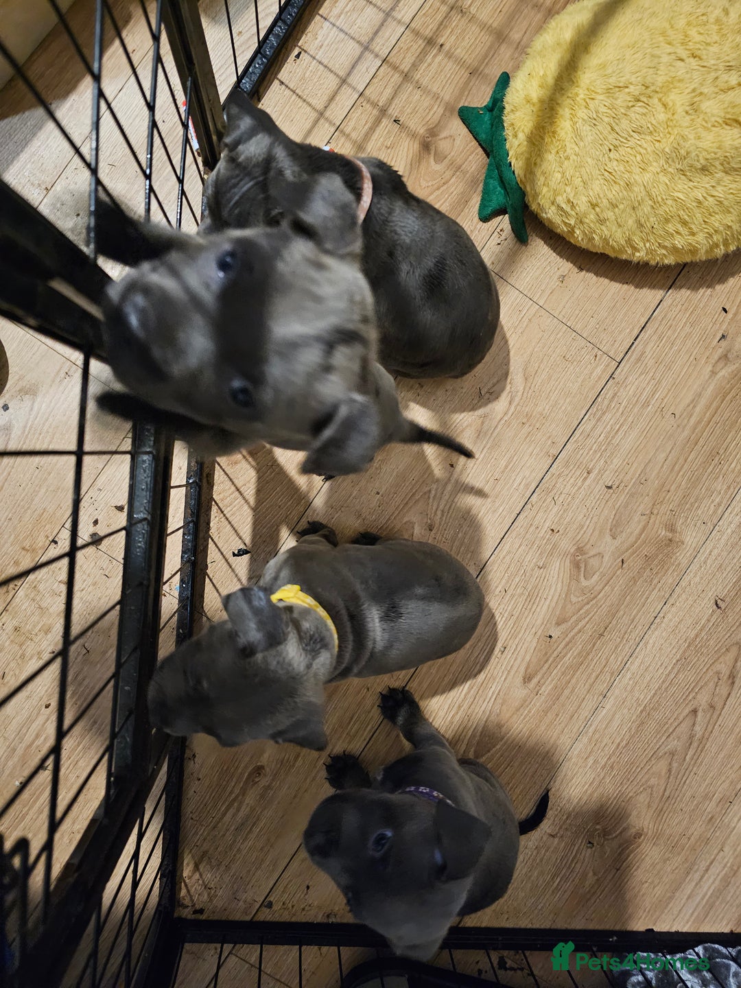 Staffordshire Bull Terrier dogs for sale: Staffordshire bull terrier  - Image 3