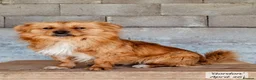 Mixed Breed dogs for adoption: Gordon 3-4 years .Available for adoption in Brixham - Advert 15
