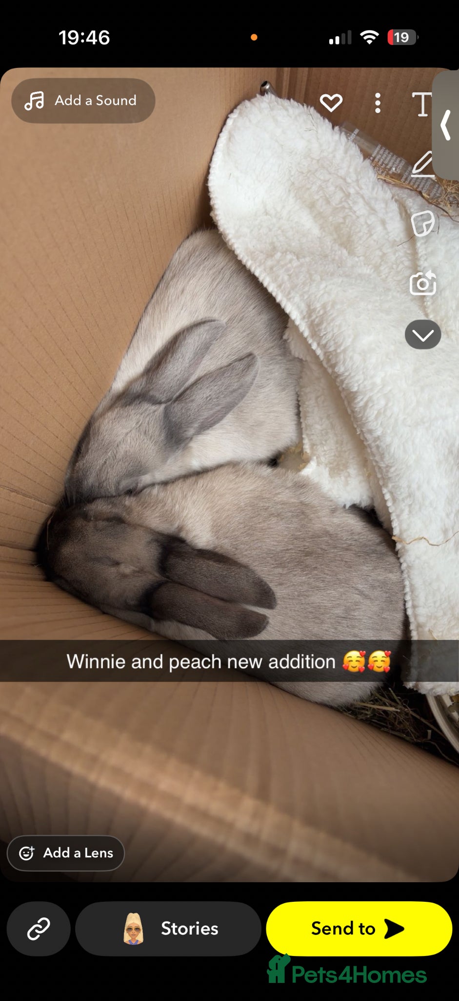 Netherland Dwarf rabbits Rabbits  - Advert 2