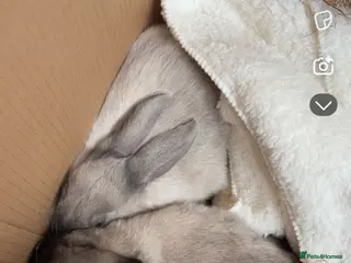 Netherland Dwarf rabbits Rabbits - Advert 2