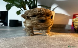 Toy Poodle dogs for sale: Gorgeous kc registered toy poodle pups  - Image 12