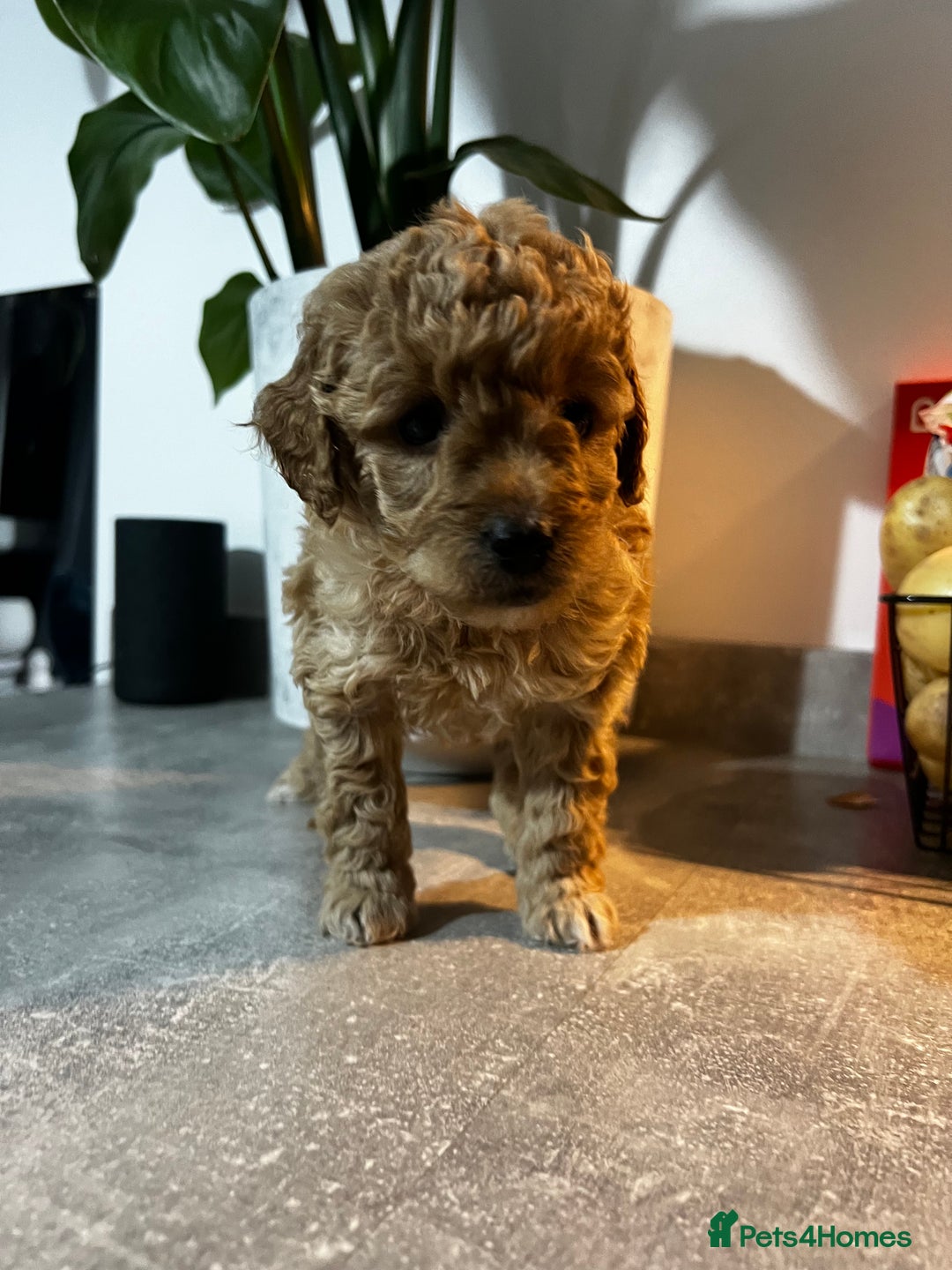 Toy Poodle dogs for sale: Gorgeous kc registered toy poodle pups  - Image 12