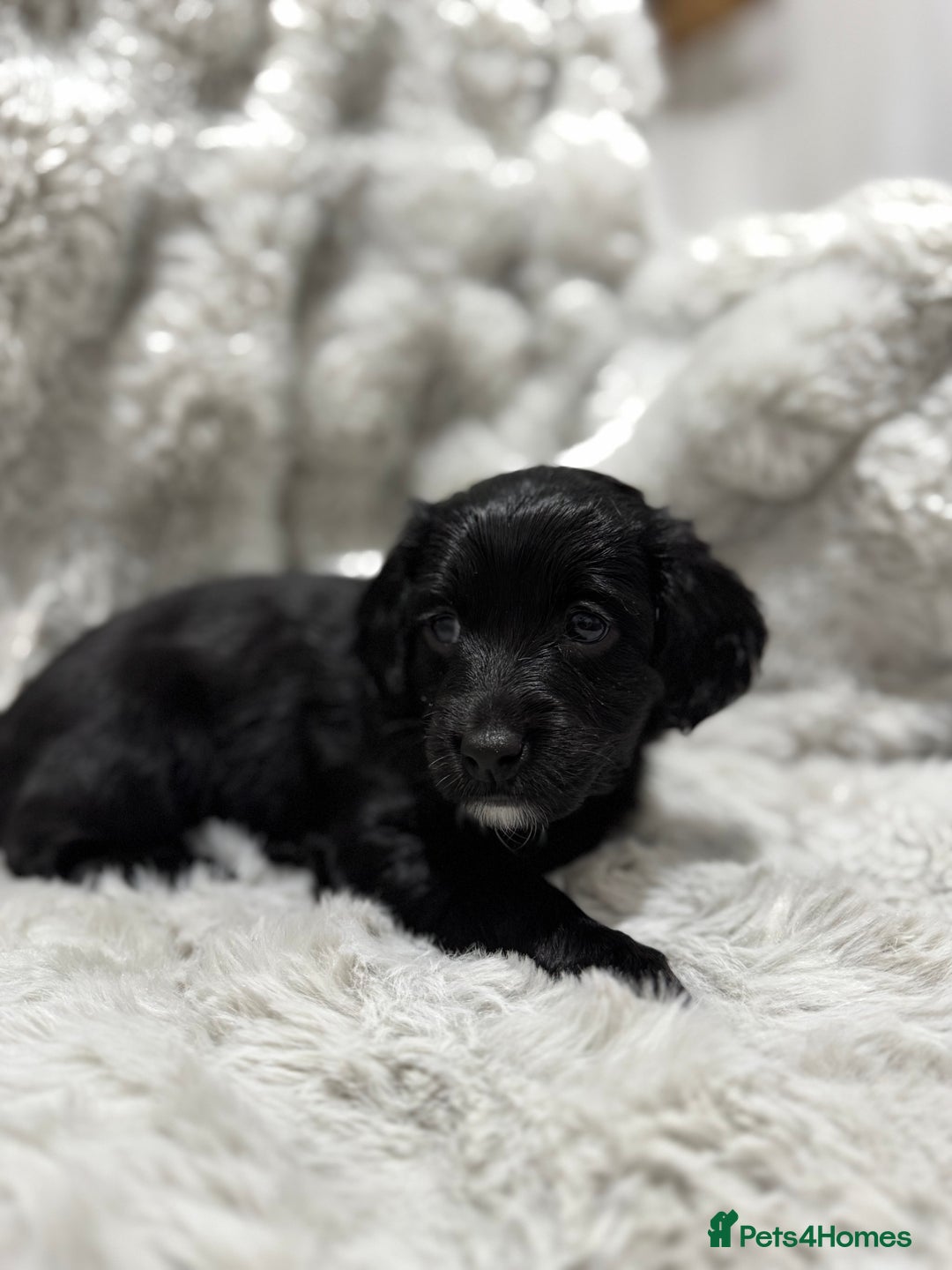 Cockapoo dogs for sale: F2 cockapoo puppies  - Advert 16