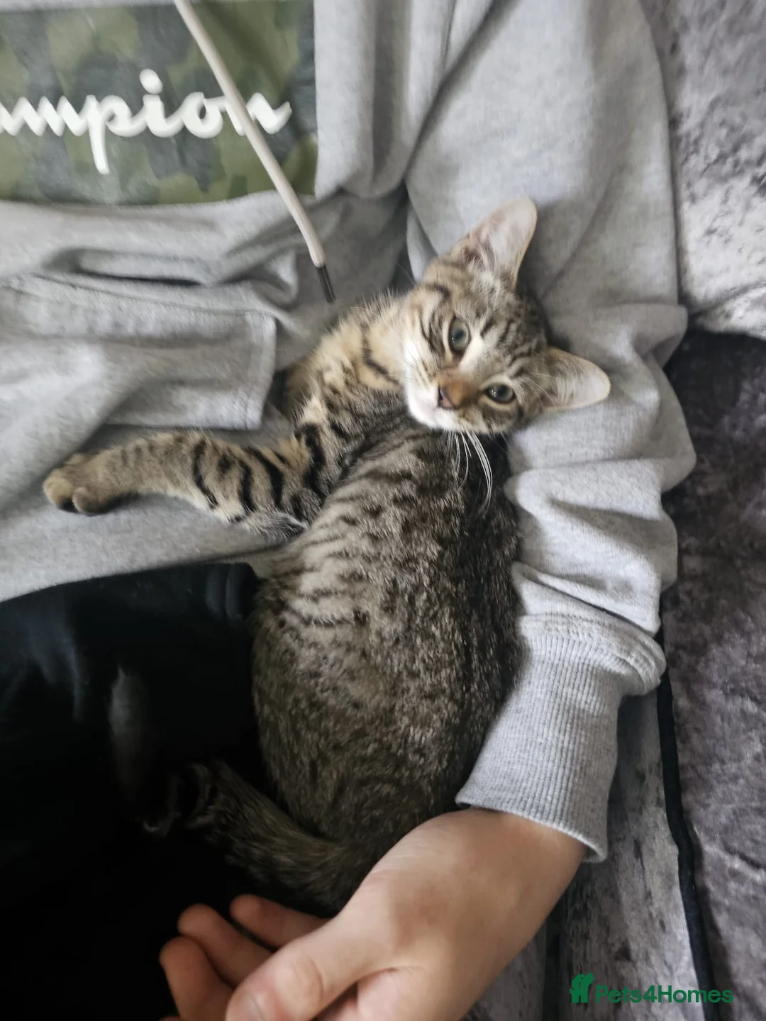 Bengal cats for sale: Male kitten in Havant - Advert 6