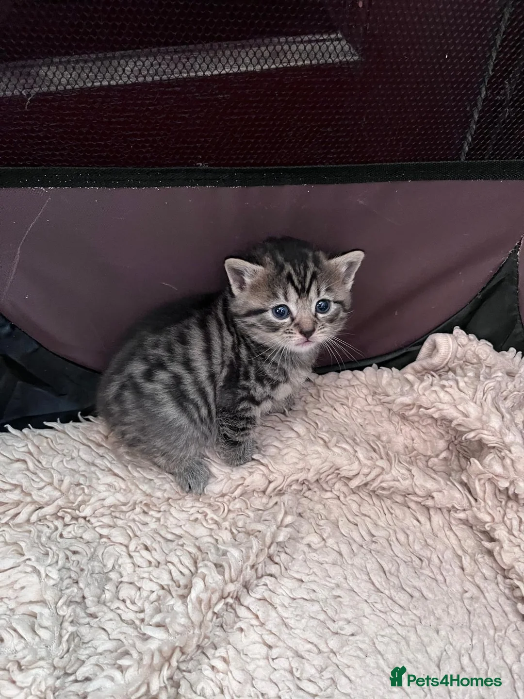 Mixed Breed cats for sale: Mixed tabbys in Reading - Advert 2