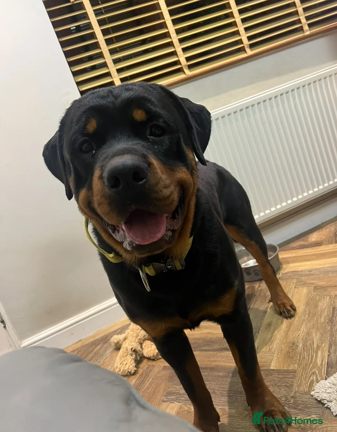 Rottweiler dogs for stud: Homebred chunky Rottweiler for stud  in Barnsley - Advert 4