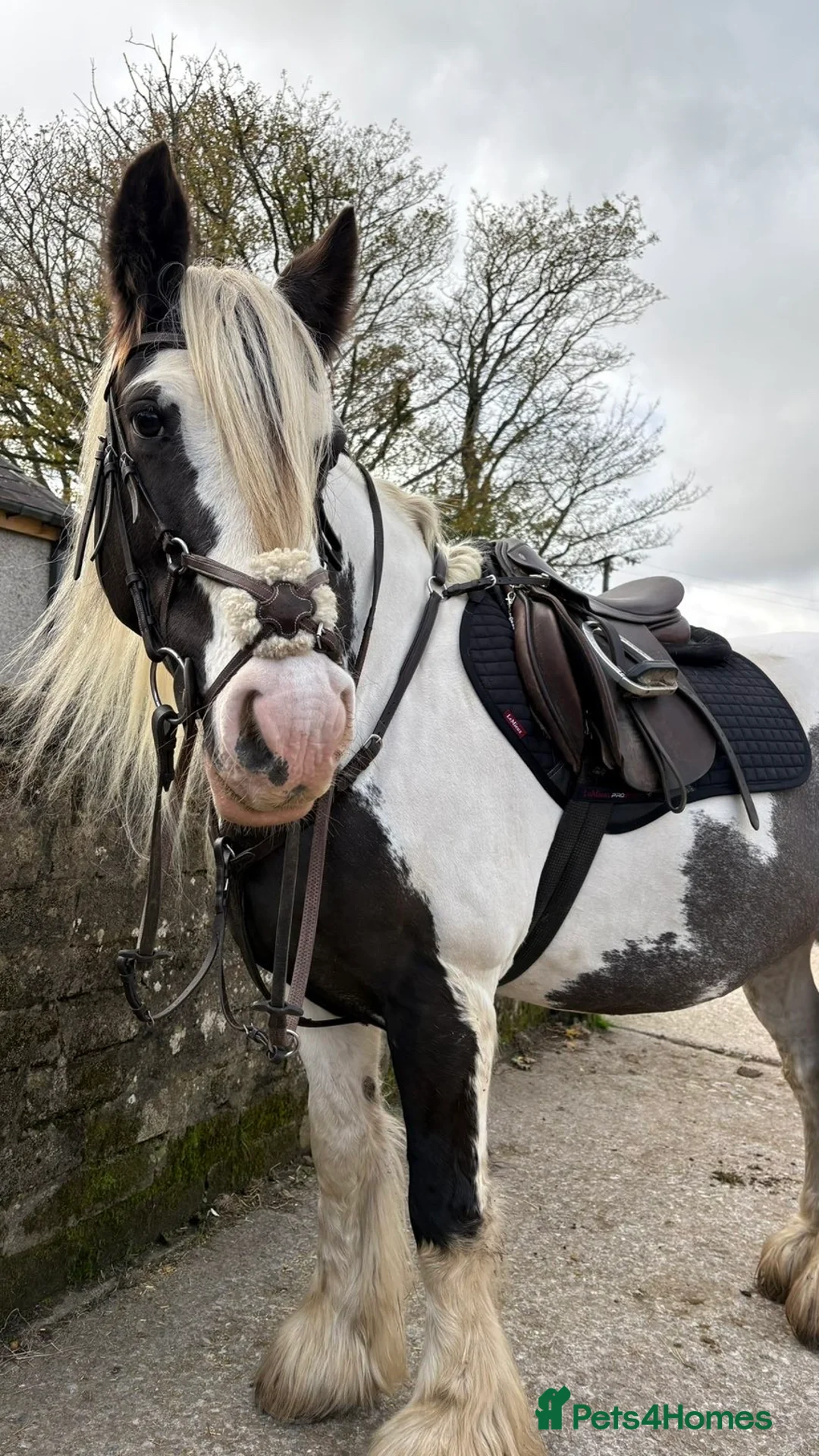 Irish Cob horses for sale: Heartbreaking sale  - Advert 3
