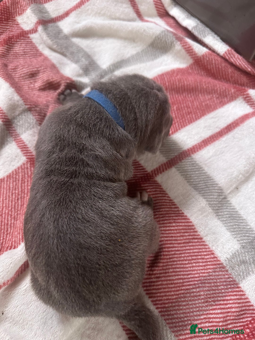 Cane Corso dogs for sale: Proudly presenting - Image 12