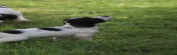English Springer Spaniel dogs for sale: Springer spaniel puppies, Docked tails  in Hereford - Advert 7