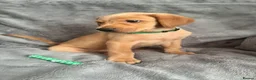 Labrador Retriever dogs for sale: Adorable Labrador Puppies - Advert 3