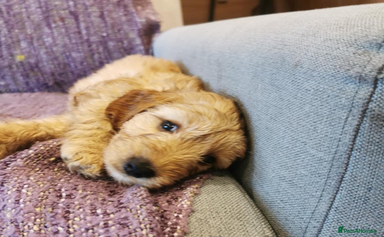 Cockapoo dogs - Advert 4