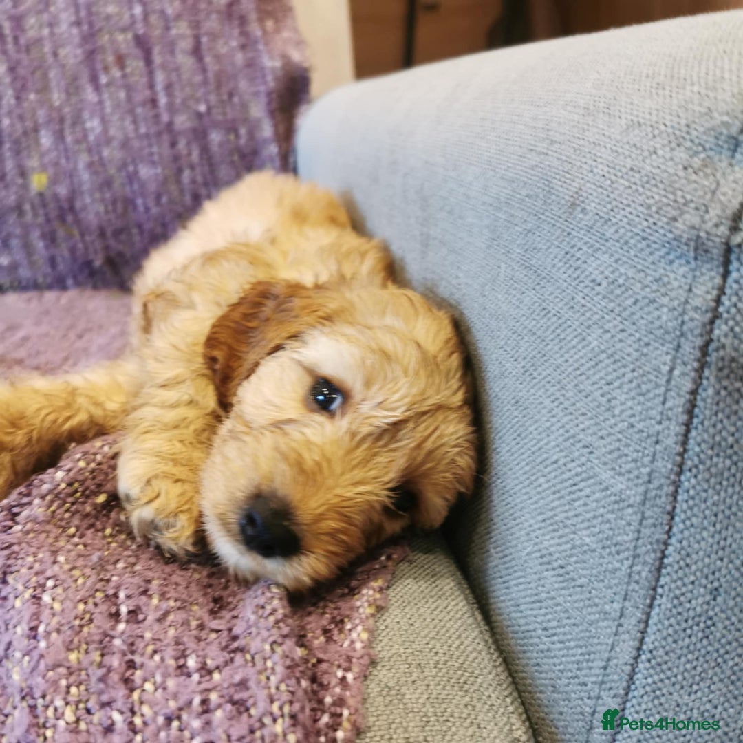 Cockapoo dogs for sale: COCKAPOO PUPPIES FOR SALE ready now  - Image 2