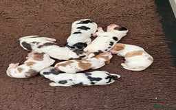 Cocker Spaniel dogs for sale: Beautiful show litter Cockers ready now - Image 14