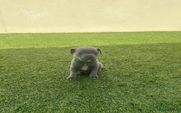 Staffordshire Bull Terrier dogs for sale: Stunning Blue staffy KC Registered Bullscaff Pups - Image 19