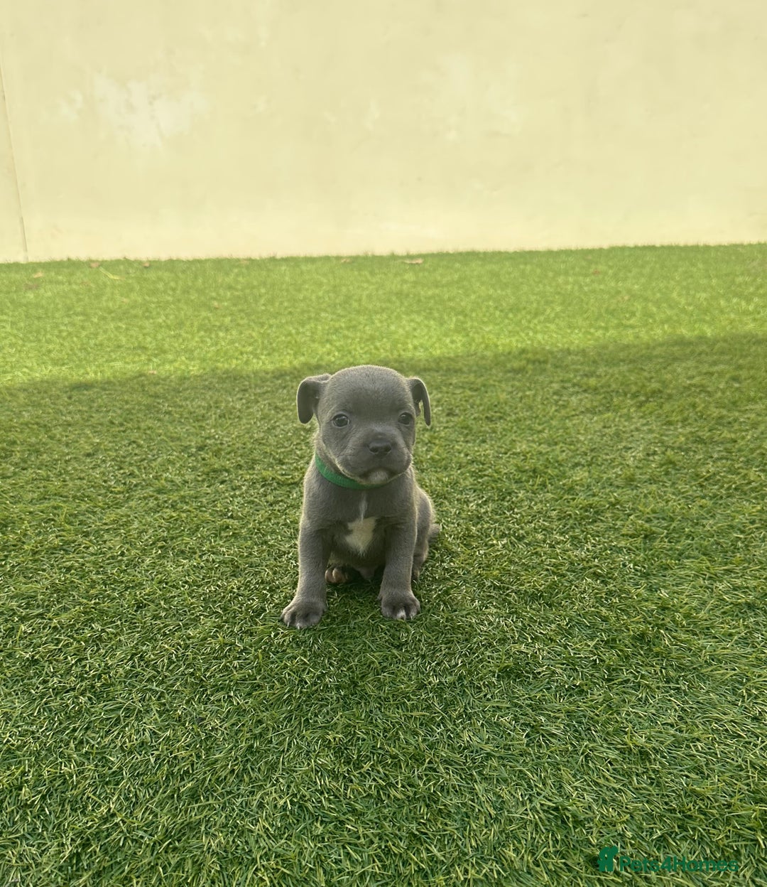 Staffordshire Bull Terrier dogs for sale: Stunning Blue staffy KC Registered Bullscaff Pups - Image 19