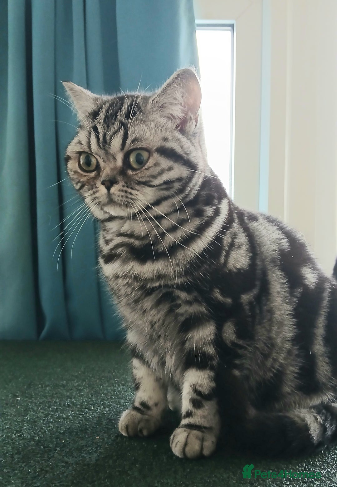 Gallery Image {{count}}