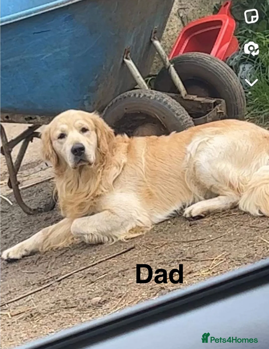 Labrador Retriever dogs for sale: Labradore retriever Puppys  - Advert 15