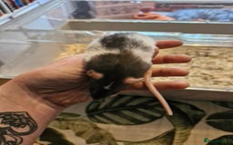 Rat rodents for sale: 4 beautiful Male Rats - Image 11