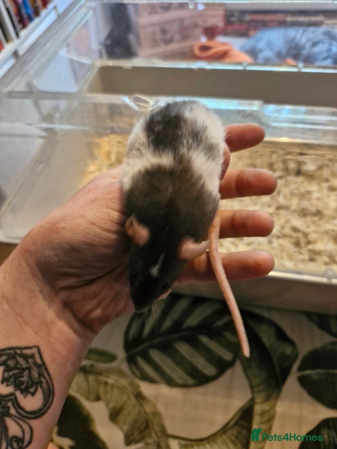 Rat rodents for sale: 4 beautiful Male Rats - Image 11