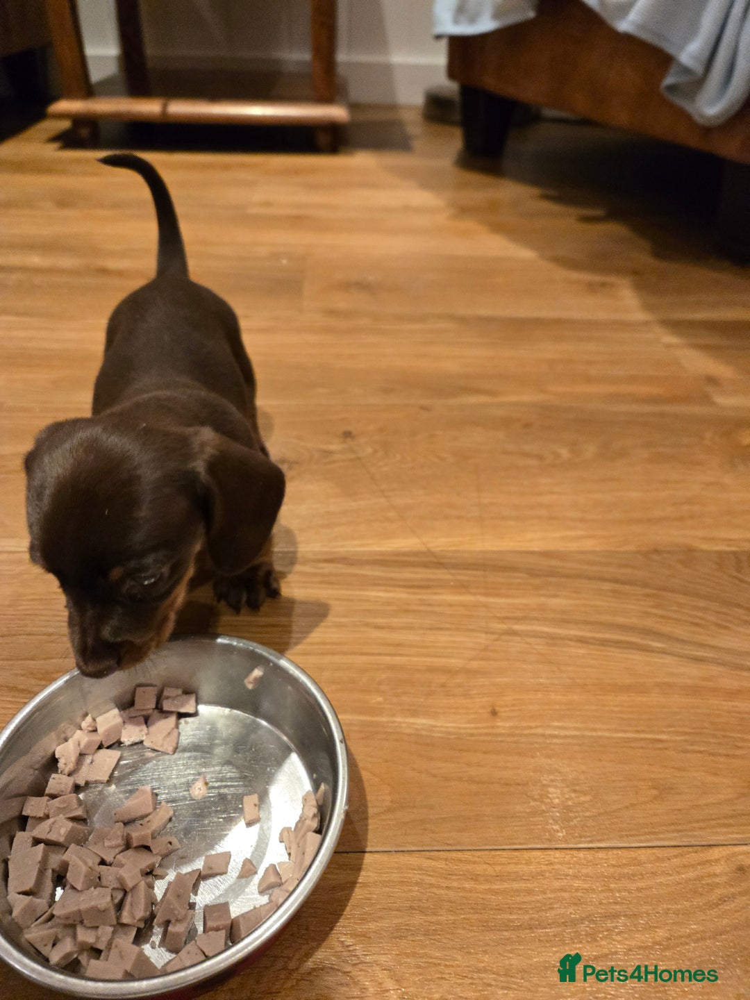 Dachshund dogs for sale: Forever homes required - Advert 4