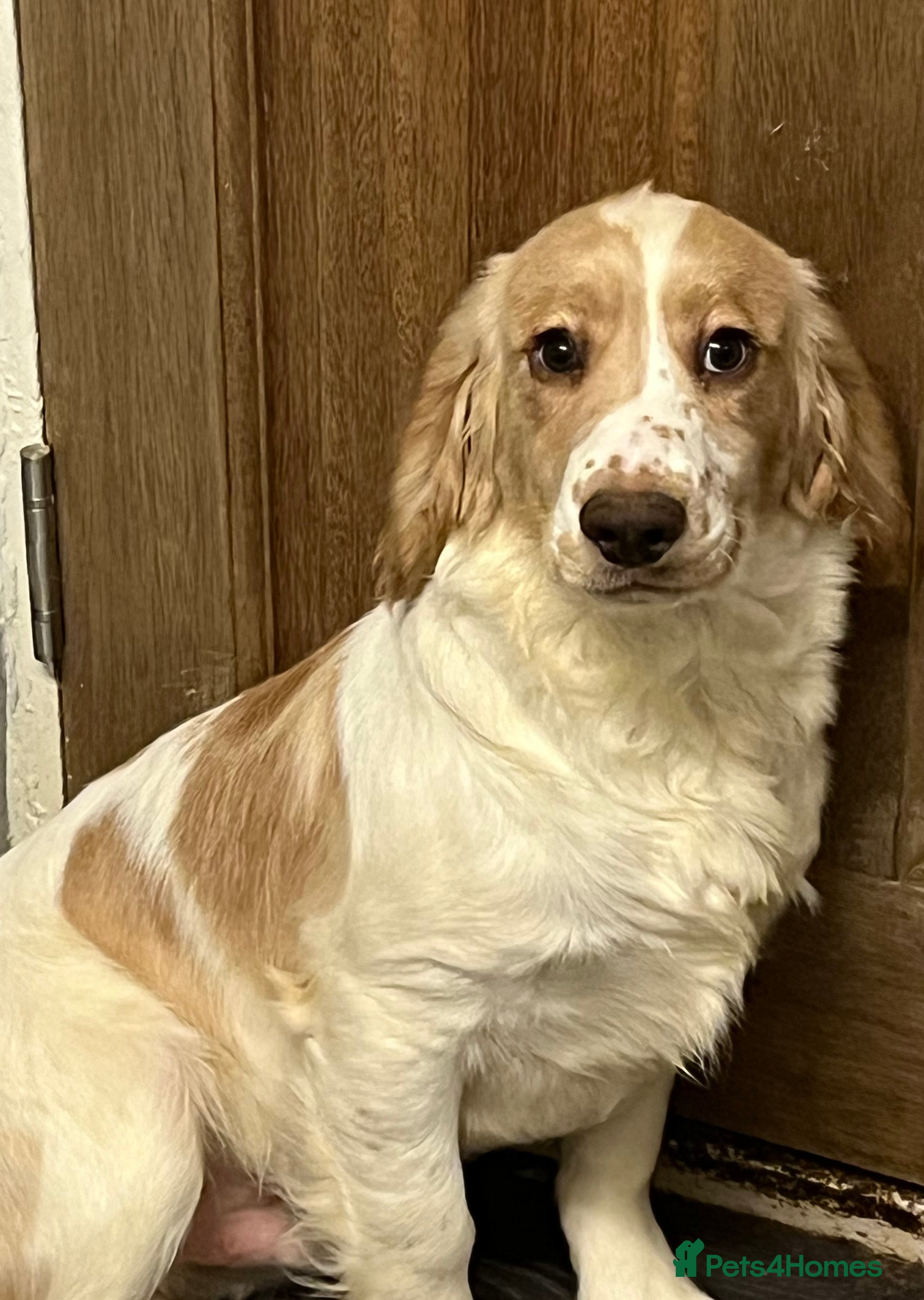 Cocker Spaniel dogs Working Cocker Spaniels - Advert 4