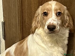 Cocker Spaniel dogs Working Cocker Spaniels - Advert 4