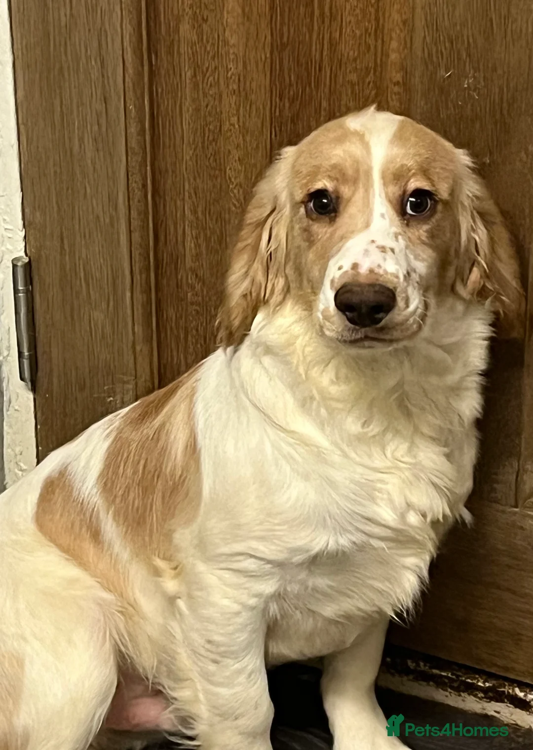 Cocker Spaniel dogs for sale: Working Cocker Spaniels - Advert 1